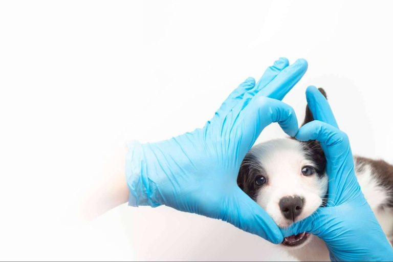 Salud y bienestar animal de la mano de Clínica Veterinaria Leganés Norte