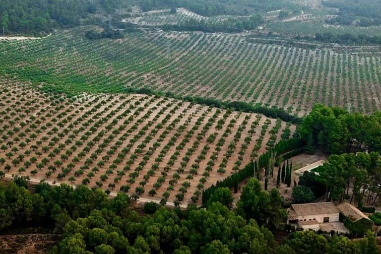 El aceite de oliva virgen extra que produce la finca Masía Vilaplana