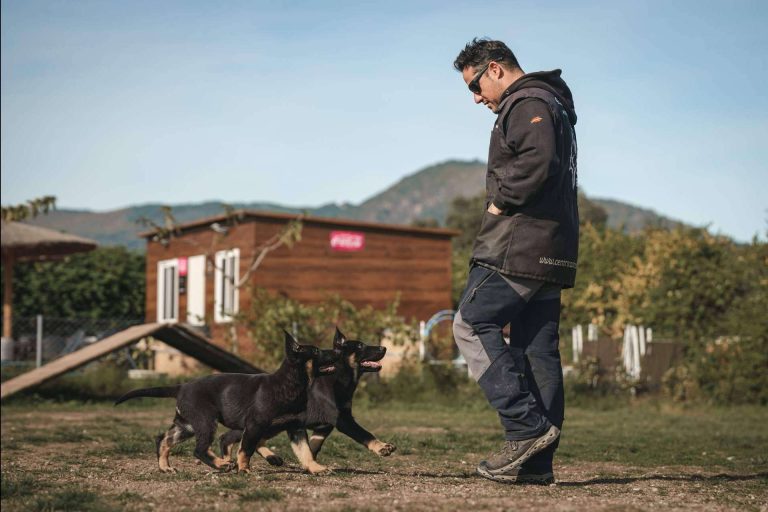 Monte Ida, residencia e instrucción canina en Madrid