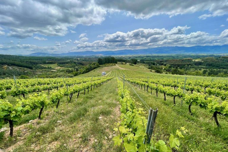 La expresión de los viñedos de El Bierzo