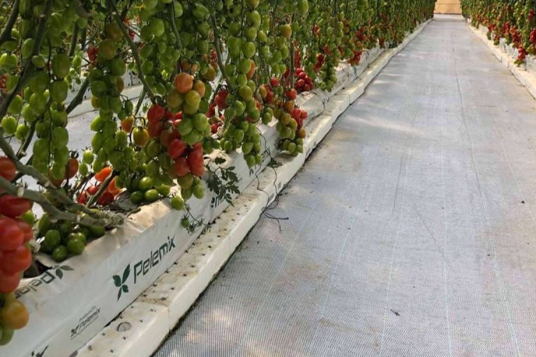 Pelemix y el cultivo de tomates