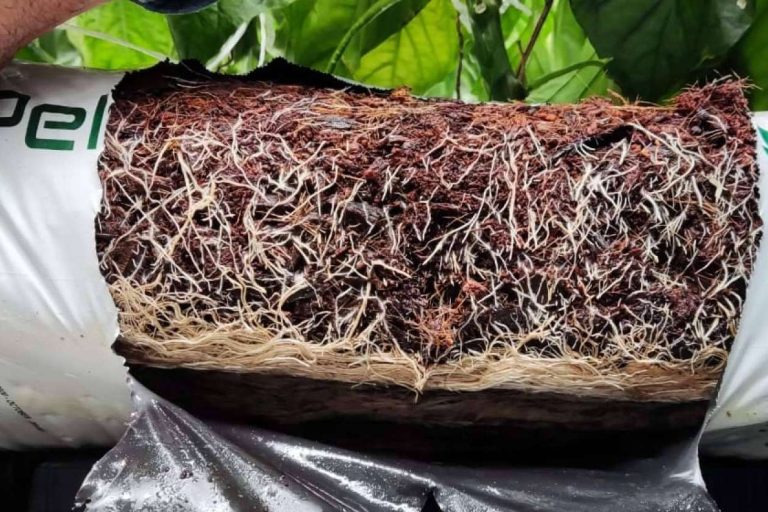 Crecimiento sostenible con Pelemix