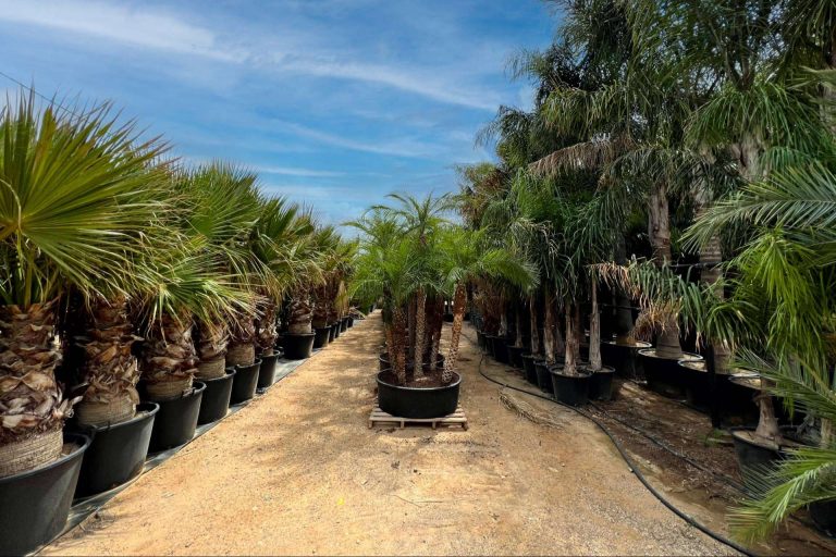 Consejos para seleccionar palmeras para jardín, por Tropicalia Garden