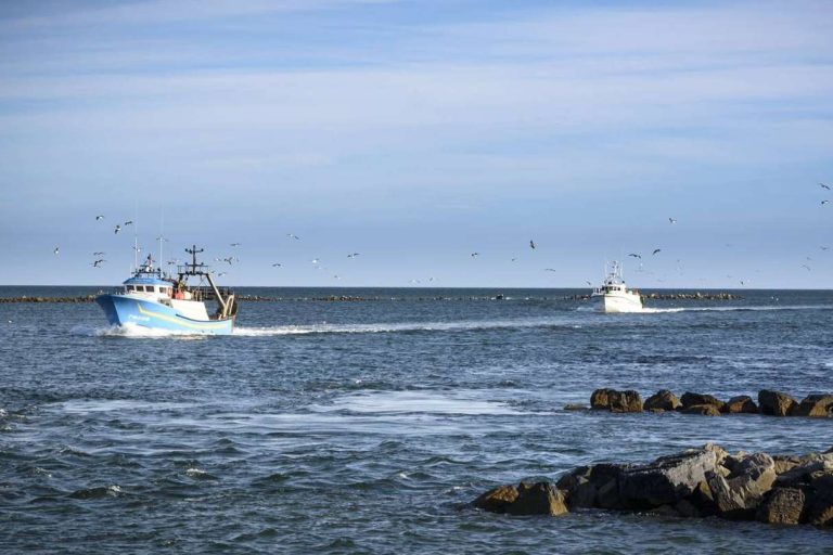 Lonja de Ayamonte se posiciona como un referente en la venta online de marisco en Huelva