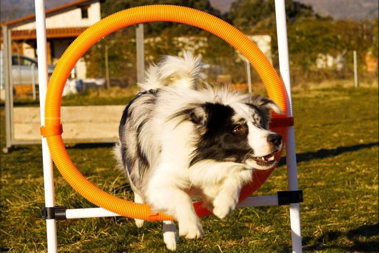 Una profesión de éxito y en pleno auge, adiestrador canino