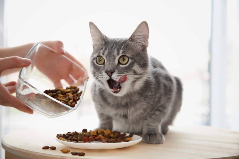 Era Pet Food cuenta con pienso para gatos adultos de alta calidad