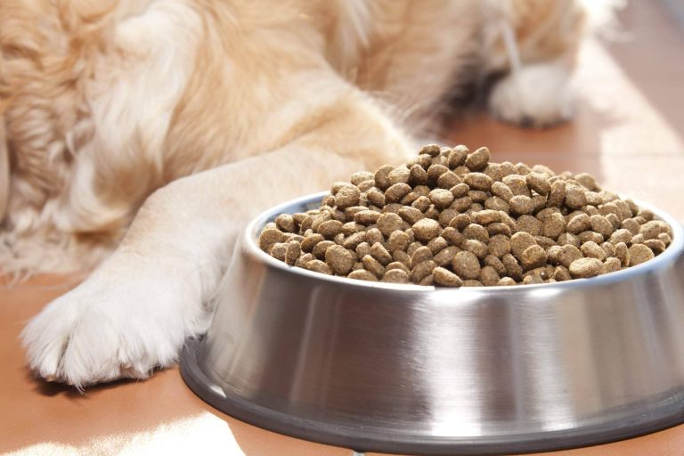 Nutrición sobresaliente para el compañero peludo; descubrir el pienso para perros adultos de Era Pet Food