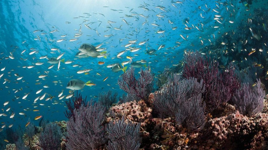 Recordando el Prestige: cómo el 'chapapote' se convirtió en uno de los grandes desastres ambientales de España 3 oceano