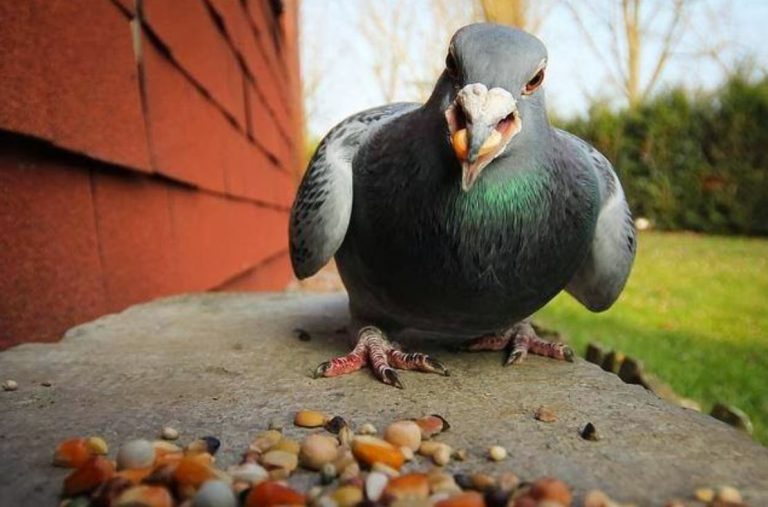 Cantar en la ducha o dar de comer a las palomas: las multas más absurdas que pueden ponerte en España y otros lugares