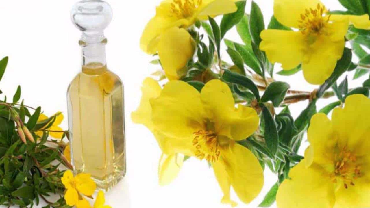 ESTUDIOS CIENTÍFICOS Y EVIDENCIA