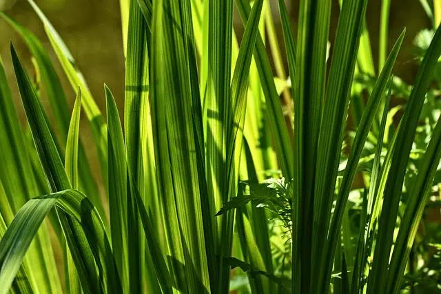Otros productos naturales