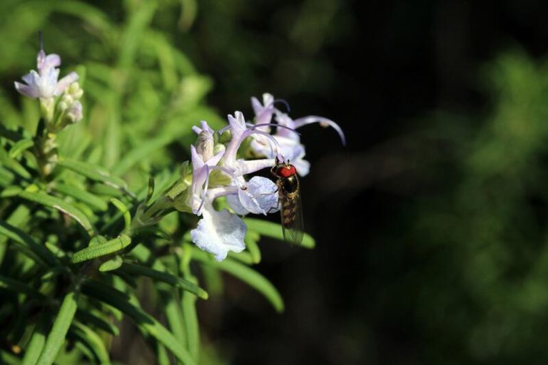 El pico de floración en Doñana se adelanta 22 días por el cambio climático, según investigadores de la US