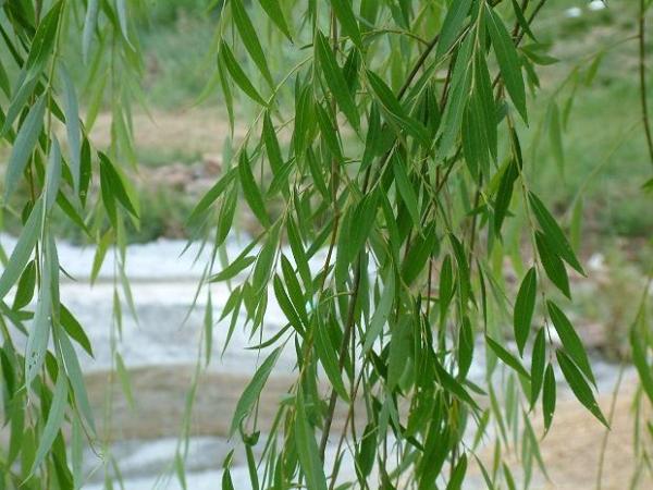 Sauce: El analgésico natural de las zonas húmedas
