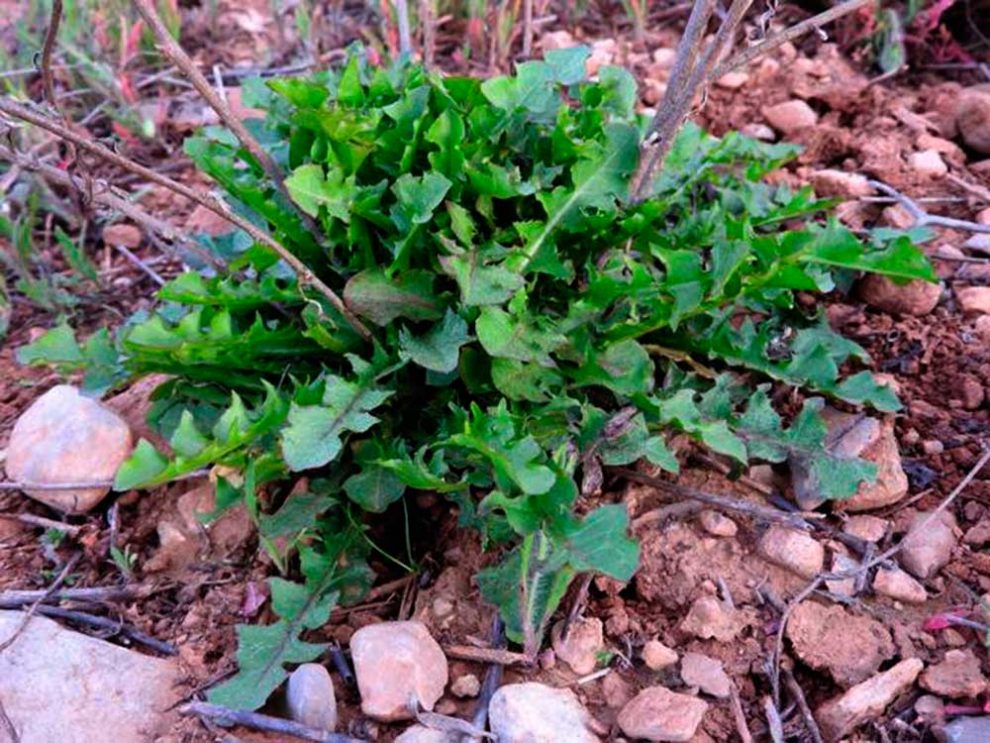 LA VERSATILIDAD DE LA ACHICORIA EN LA COCINA: UNA OPCIÓN PROMETEDORA PARA LA SALUD DIGESTIVA