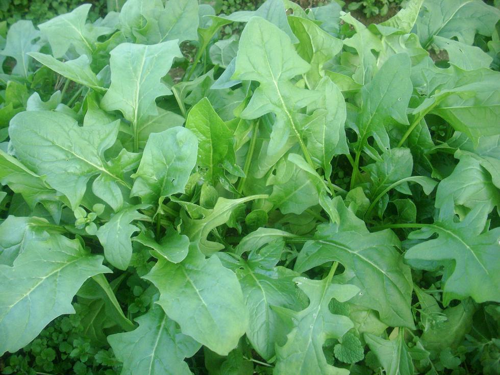 LA VERSATILIDAD DE LA ACHICORIA EN LA COCINA UNA OPCIÓN PROMETEDORA PARA LA DIGESTIÓN 