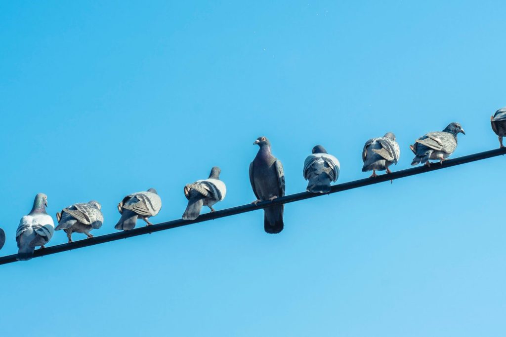 Existe un color de coche que atrae más los excrementos de las palomas