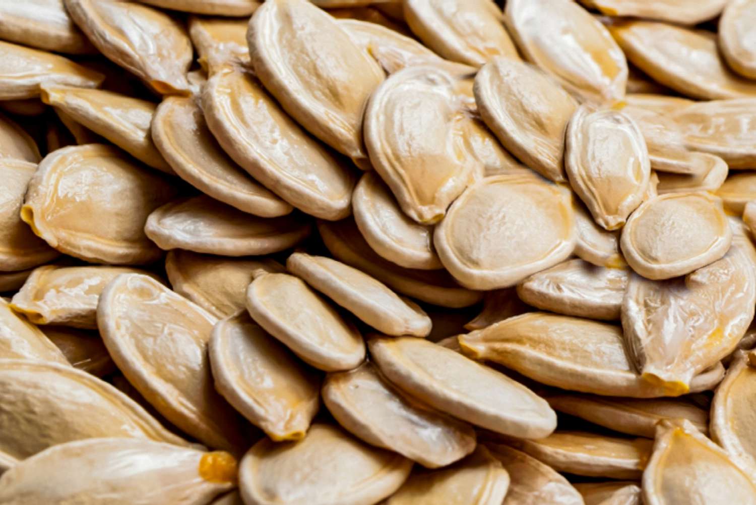 EGUSI: UNA OPORTUNIDAD PARA LA SOSTENIBILIDAD