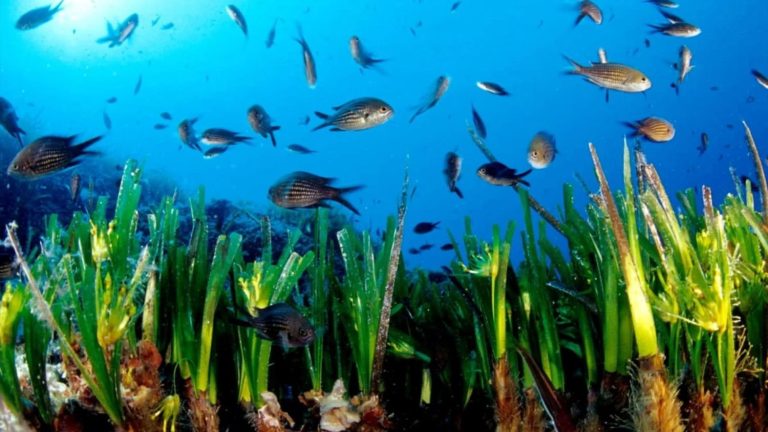 Ibiza es preciosa, pero también el cementerio del ser vivo más longevo de la Tierra