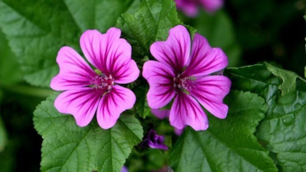 La mejor infusión contra los problemas digestivos además adelgaza: empieza a incluir en tu dieta la infusión de malva 3 ¿INFUSIÓN MILAGROSA? ENTRE EL BIENESTAR Y LA LÍNEA