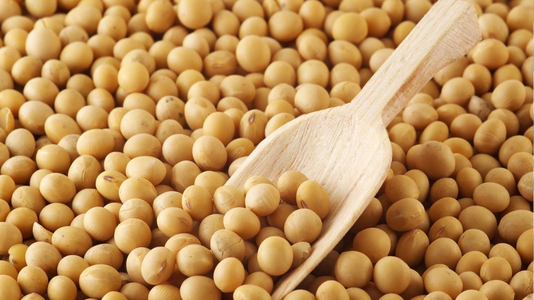 Soja: el alimento vegetal que pisa fuerte en el siglo XXI