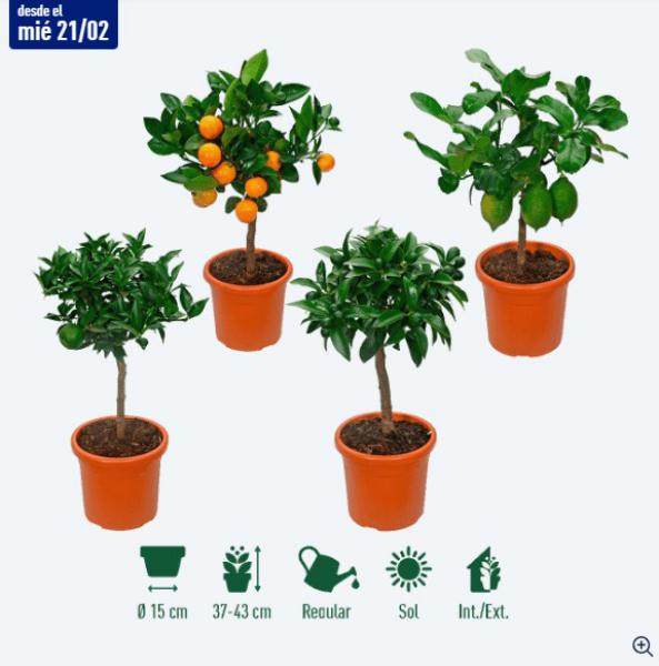 Ambientes relajantes con la ayuda de plantas