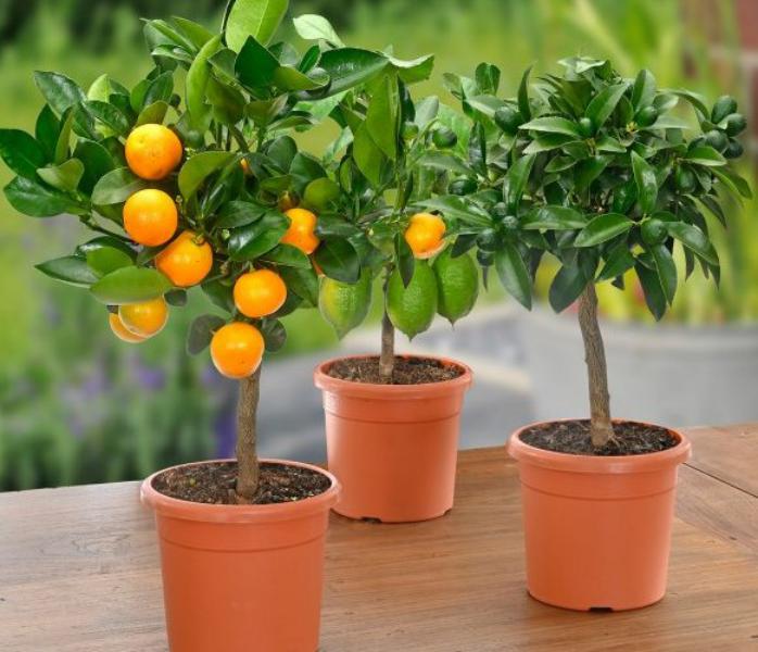 Aldi transforma tu casa en un oasis con multitud de ofertas exclusivas del mundo de las plantas y la jardinería