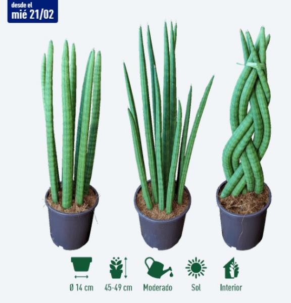 Consejos de cuidado para unas plantas sanas y felices