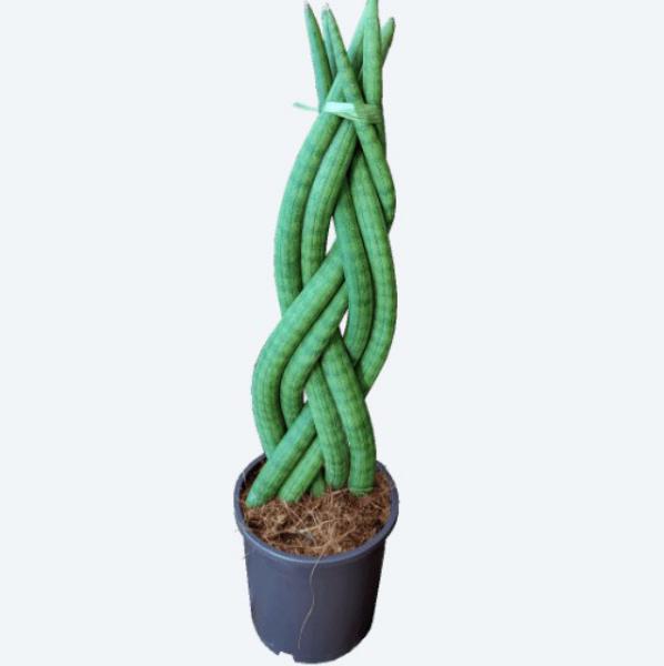 Aprovecha el espacio: balcón urbano o un jardín trasero