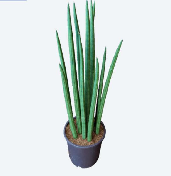 Precio de las plantas de Aldi