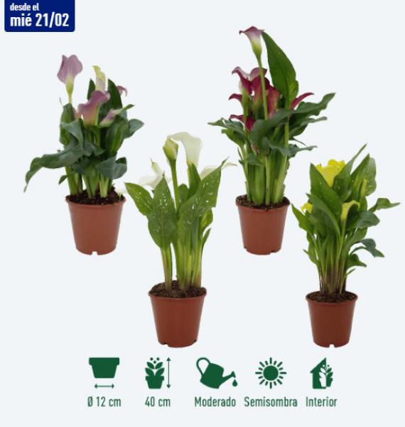El rincón verde de Aldi en oferta