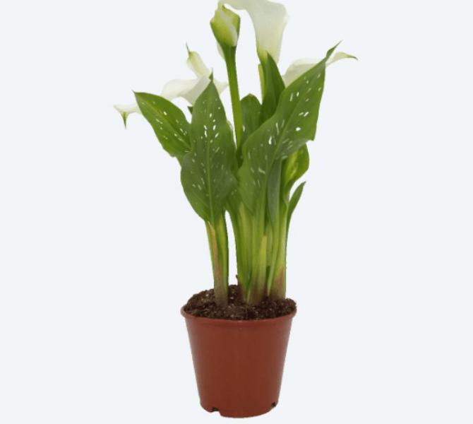 Plantas de interior y exterior