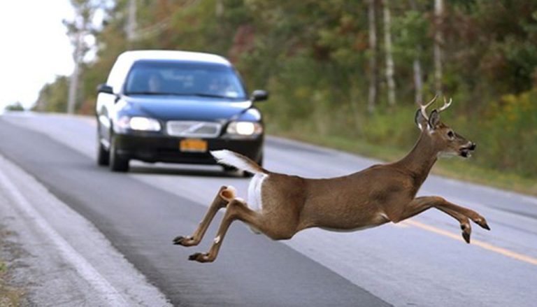 La DGT advierte: esto es lo que tienes que llevar en tu coche para evitar accidentes en la carretera con los animales