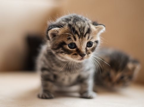 dia-internacional-del-gato-el-origen-de-esta-triple-celebracion
