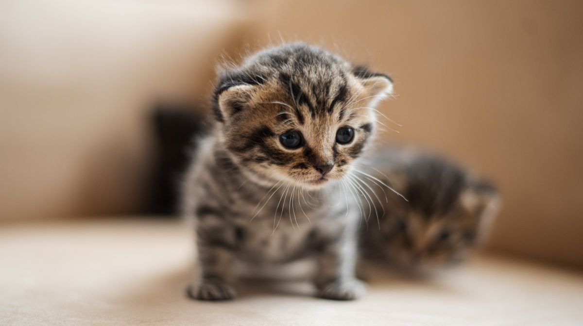 dia-internacional-del-gato-el-origen-de-esta-triple-celebracion