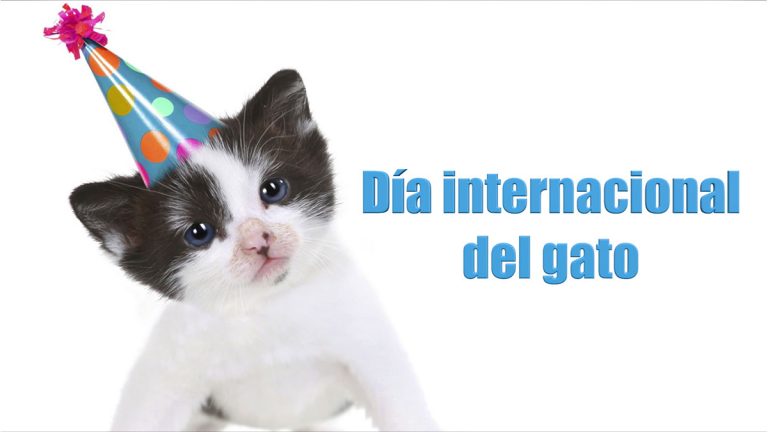 Día Mundial del Gato, no olvides felicitar a tu mascota