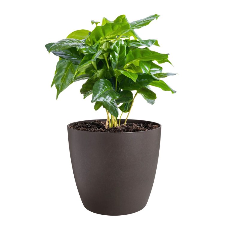 Elho presenta su nueva colección de macetas elaboradas con residuos de café