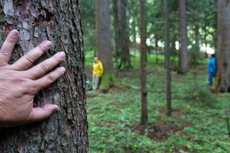 ¿Qué son los Baños de Bosque Madrid?, una herramienta eficaz de salud y bienestar en el trabajo