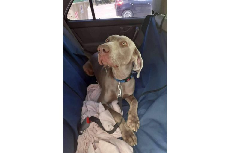 Chofer Mascota ofrece servicios de transporte de mascotas