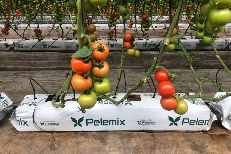 Producción y comercialización de sustratos de coco de calidad para la agricultura, de la mano de Pelemix