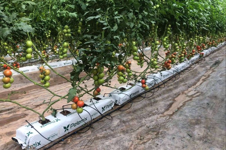 La solución definitiva para los productores comerciales de tomates de la mano de Pelemix