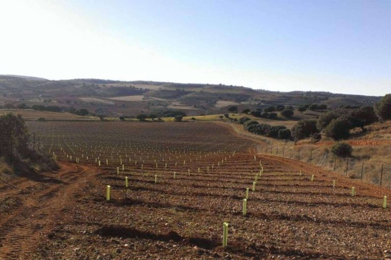 Plantación de alto valor forestal, ayudas a la Truficultura 2024