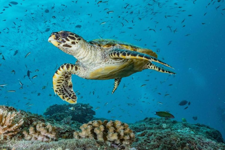 Scuba Finders, la innovadora startup que está revolucionando la forma de reservar experiencias de buceo