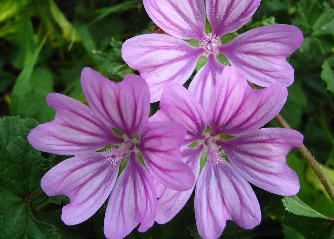 La mejor infusión contra los problemas digestivos además adelgaza: empieza a incluir en tu dieta la infusión de malva 2 ALIVIO NATURAL: LOS BENEFICIOS DIGESTIVOS DE LA MALVA
