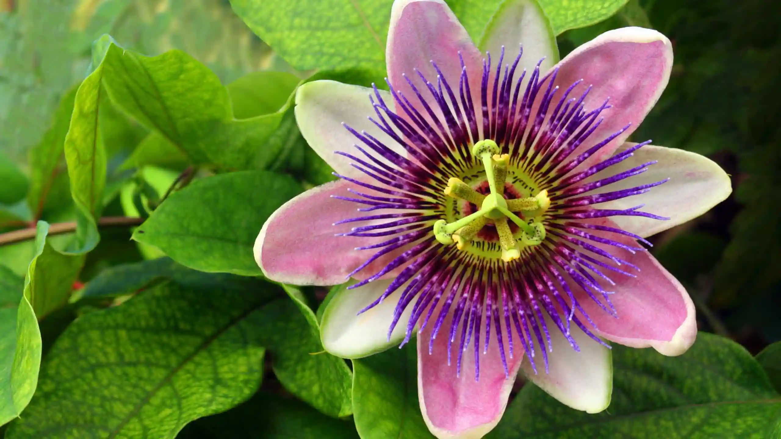 Remedios naturales contra la ansiedad que desearás haber conocido antes 1 UN SOPLO DE TRANQUILIDAD: INFUSIONES RELAJANTES