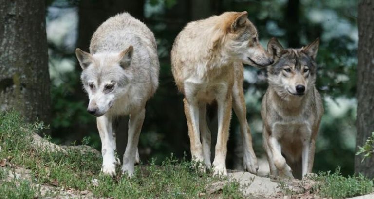 PACMA propone la reinserción del lobo en Monfragüe como método de control de ungulados