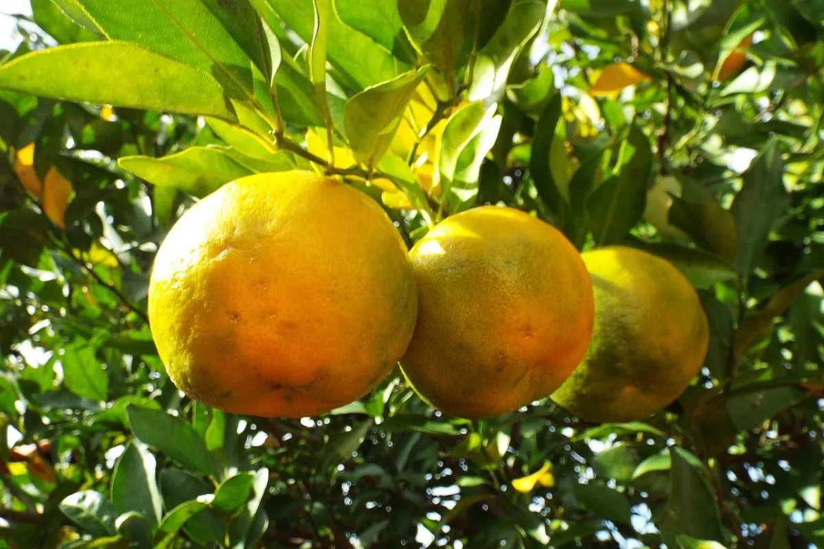 INTERACCIÓN CON OTROS TRATAMIENTOS