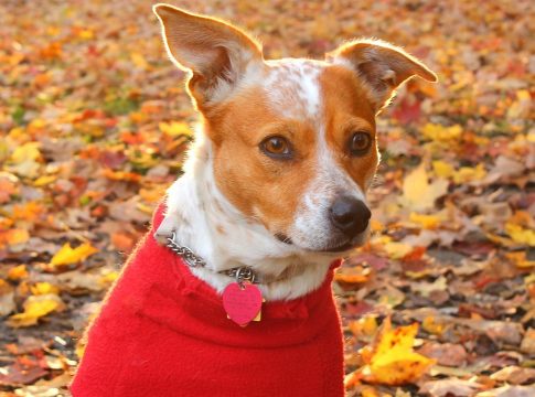 CBD perros CBD perros