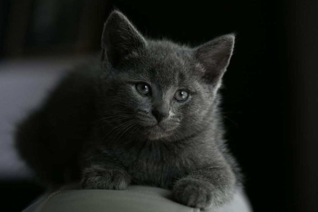 La historia del gato espía de la CIA que costó 20 millones de dólares 131 La historia del gato espía de la CIA que costó 20 millones de dólares