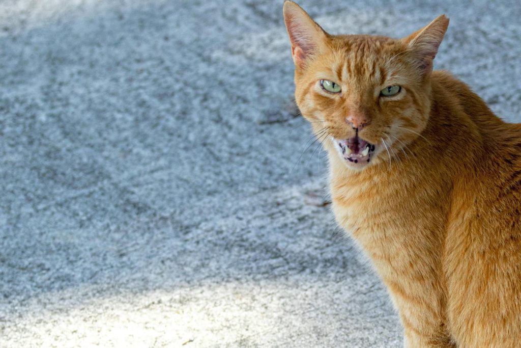 La historia del gato espía de la CIA que costó 20 millones de dólares 127 La historia del gato espía de la CIA que costó 20 millones de dólaresṕññv