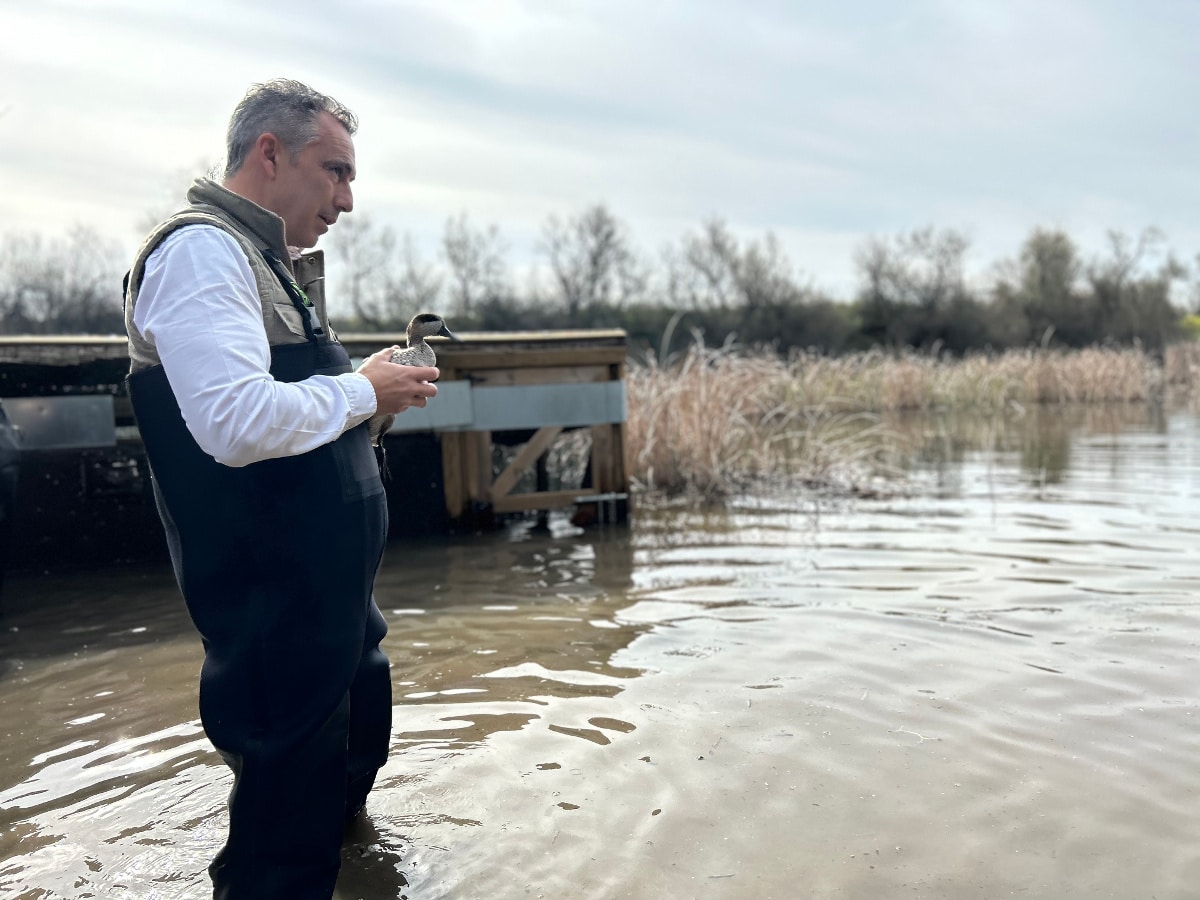 El consejero madrileño de Medio Ambiente, Agricultura e Interior, Carlos Novillo, participa en Lagunas de El Porcal, en Rivas Vaciamadrid, en la suelta de una veintena de cercetas pardilla